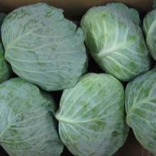 high-quality fresh cabbage