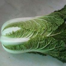 high-quality fresh chinese cabbage