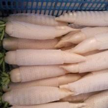 high-quality  fresh   radish 