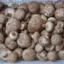 high-quality fresh mushroom