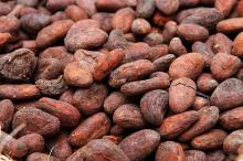 Dried  Cocoa   bean s seed