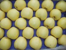 golden apple/ fresh apple/yantai apple/apple/golden delicious apple