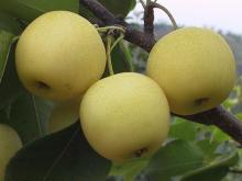 golden pear/ fresh pear/ pear