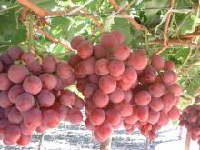 red globe/  fresh  grape/grape/ table  grape