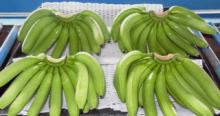  Fresh   Cavendish   Banana 