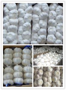 Fresh garlic