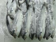 Indian Mackerel