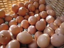 Hen Eggs