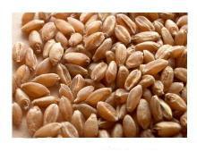 Wheat