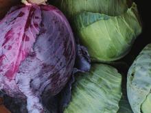 Fresh and preserved cabbage