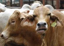 Live healthy Cattle