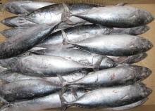 frozen bonito