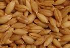 ORGANIC BARLEY GRAINS
