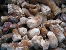 Boletus edulis