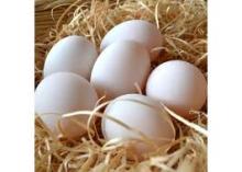 Fresh Fertile Turkey eggs For sale