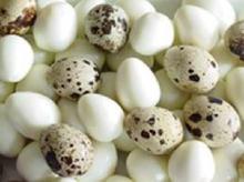 Fresh and Fertile Quails Eggs Readily Available