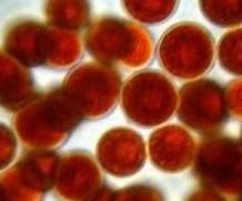 Natural Astaxanthin