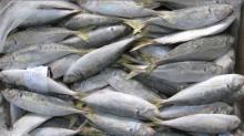 frozen horse mackerel
