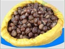 Fresh Chestnut
