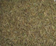 Cumin seeds