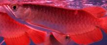 Asian Red Arowana Fish for sale