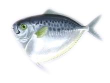 frozen moonfish whole round