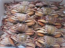 Frozen Black Crab Whole Round