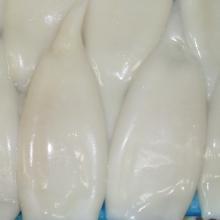  Frozen   squid   tube   U5 
