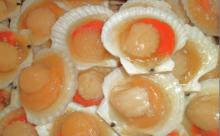 Frozen half shell scallop