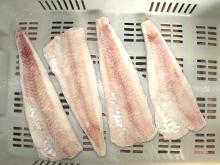 Frozen alaska pollock fillet