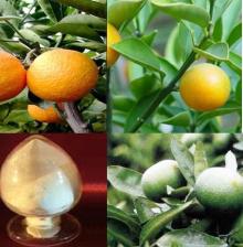 95% 98% Hesperidin plant extract