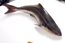  Cobia 