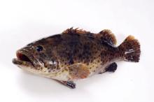 Yellow grouper