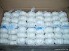 Fresh garlic