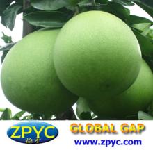 Fresh Chinese pomelo