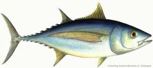Tuna Albacore (Thunnus Alalunga)