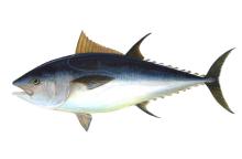 Bluefin Tuna (Thunnus Thynnus)