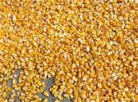 corn