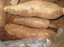  FRESH   TAPIOCA  CASSAVA