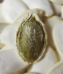 11cm 13cm snow white pumpkin seeds/ pepatis seeds