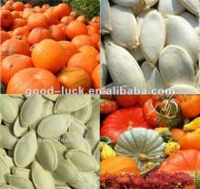 11cm, 13cm white pumpkin seeds