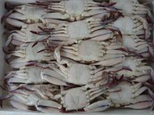 Crab W/R