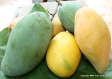 Honey Mango