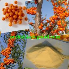 Hippophae rhamnoides Linn
