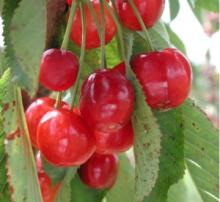 selling sour cherry juice concentrate