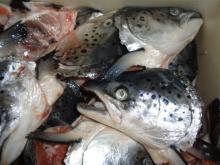  salmon   head s