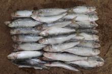  Frozen   sardine  , sardine , Frozen  Seafood