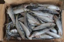 Bait fish frozen sardine