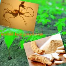 Ginseng P.E