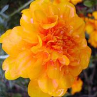 Marigold Extract Food Grade